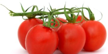 Global Gastronomy: A Journey Through Tastes and Cultures